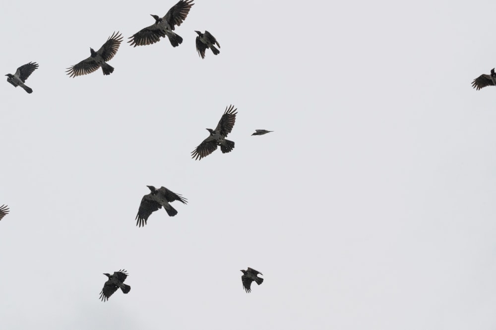 a flock of birds flying through a cloudy sky