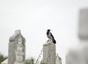 a black and white bird sitting on top of a grave