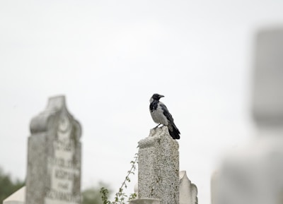 a black and white bird sitting on top of a grave