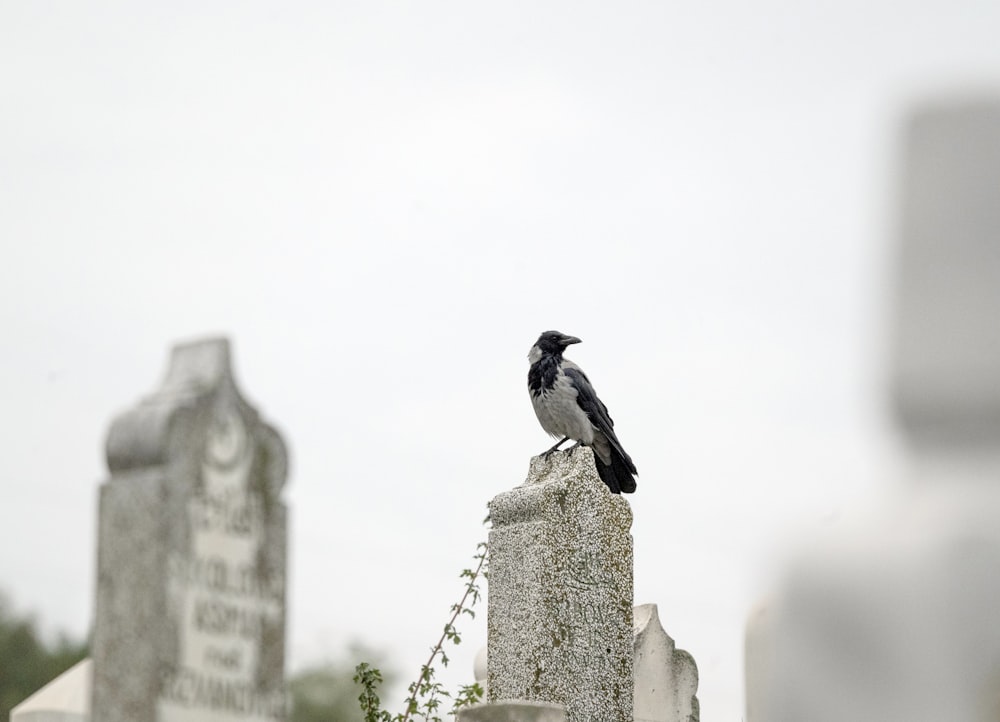 a black and white bird sitting on top of a grave