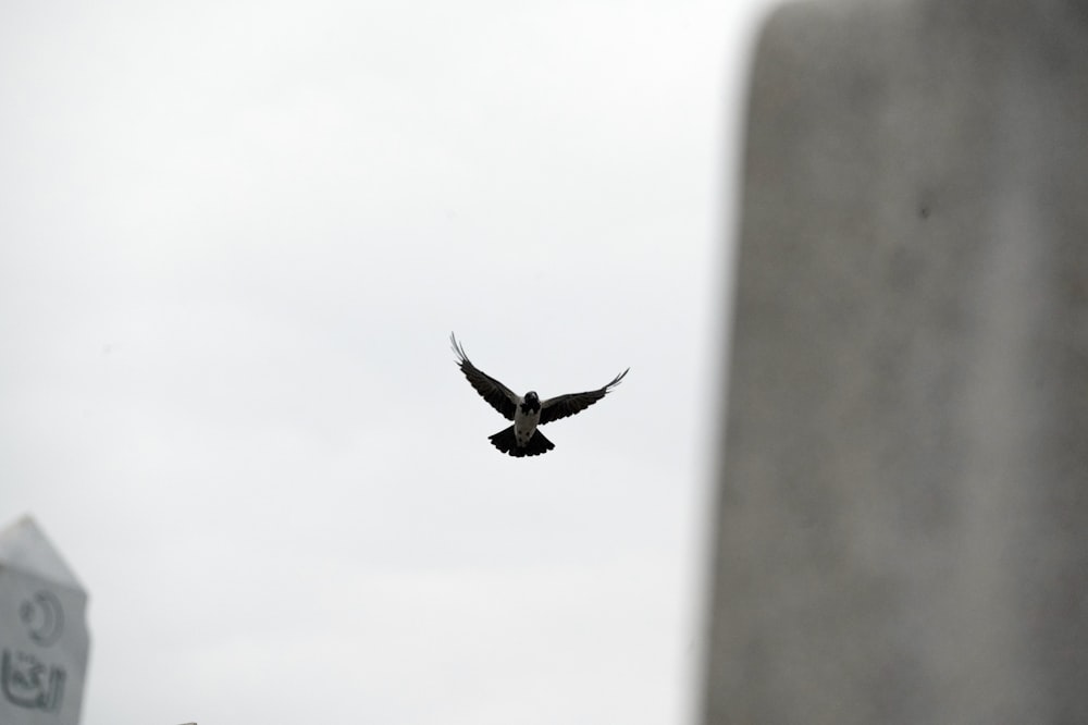 a bird flying in the air near a building