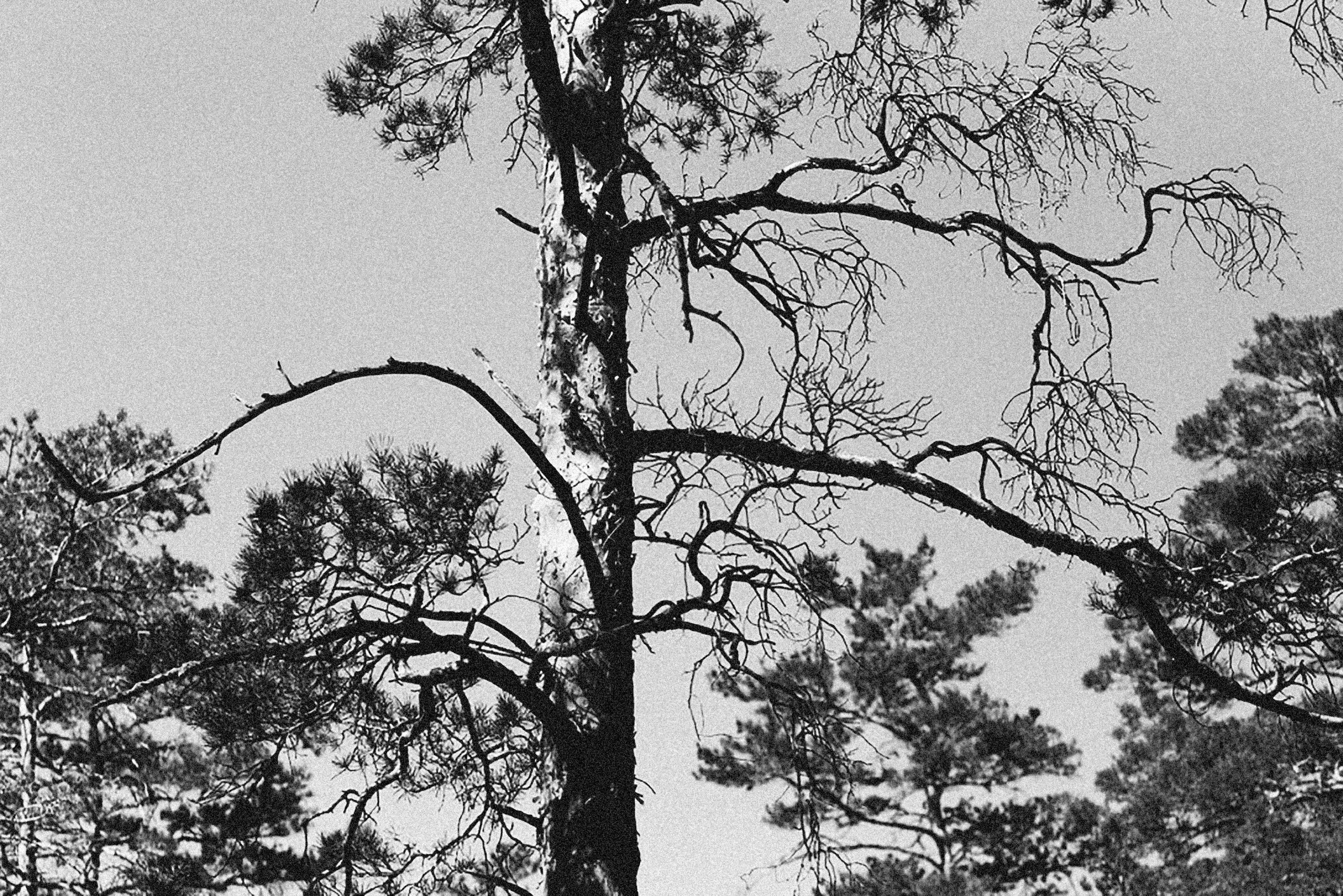 Photo by alexeydemidov