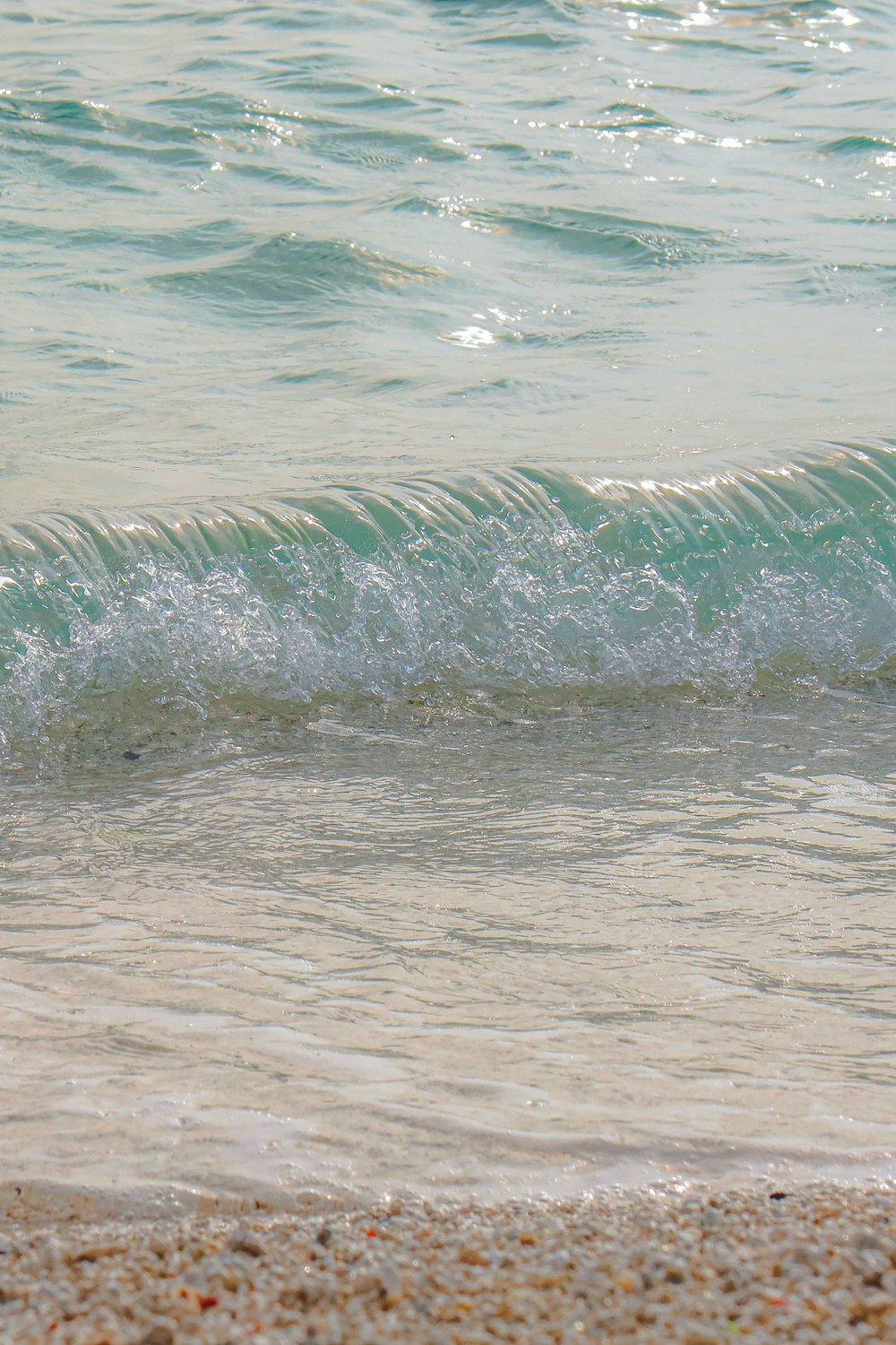 a bird standing on a beach next to the ocean