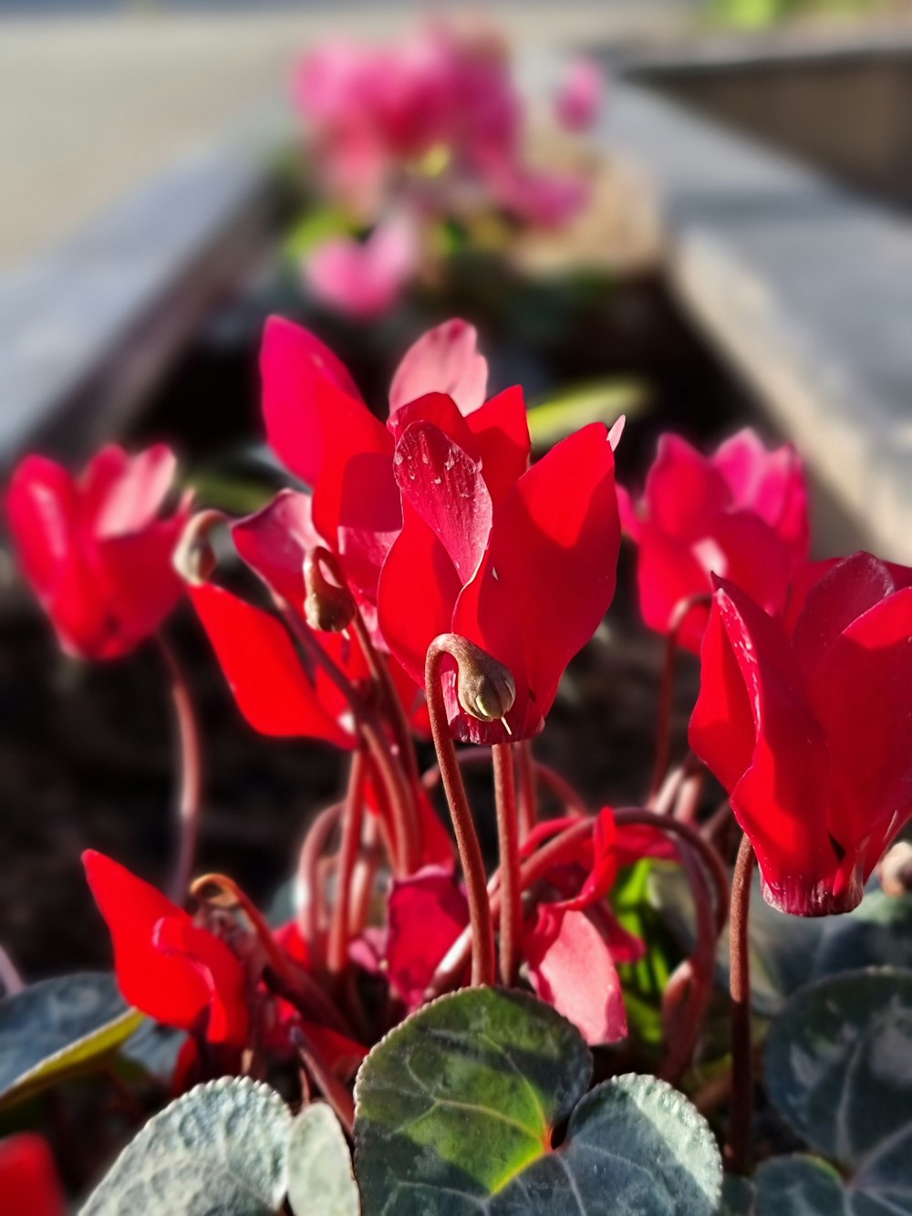 a bunch of red flowers that are in a pot