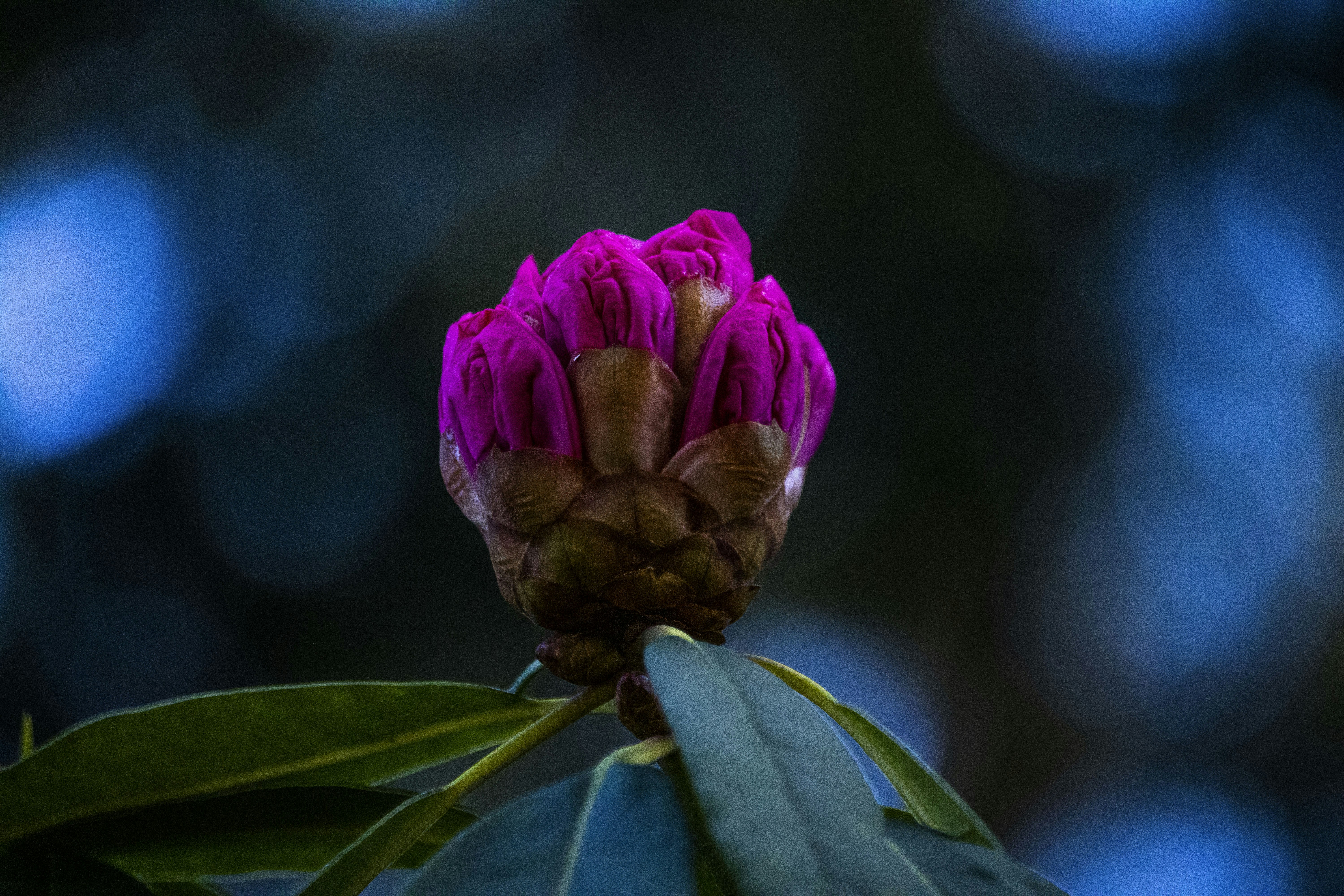 a purple flower with green leaves in the foreground