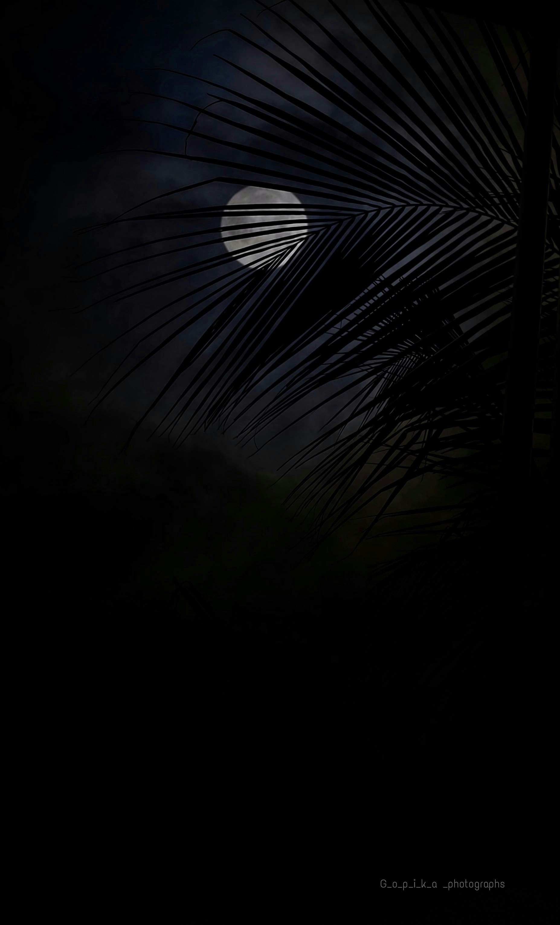 A palm tree with the moon in the background photo – Free India Image on ...