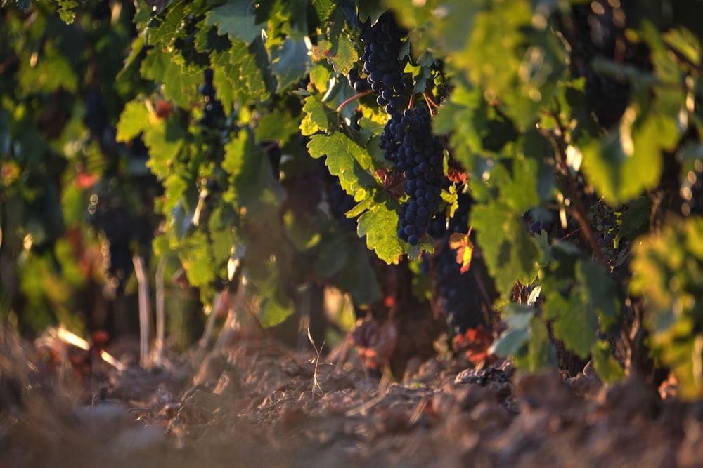 a bunch of grapes that are growing on a vine