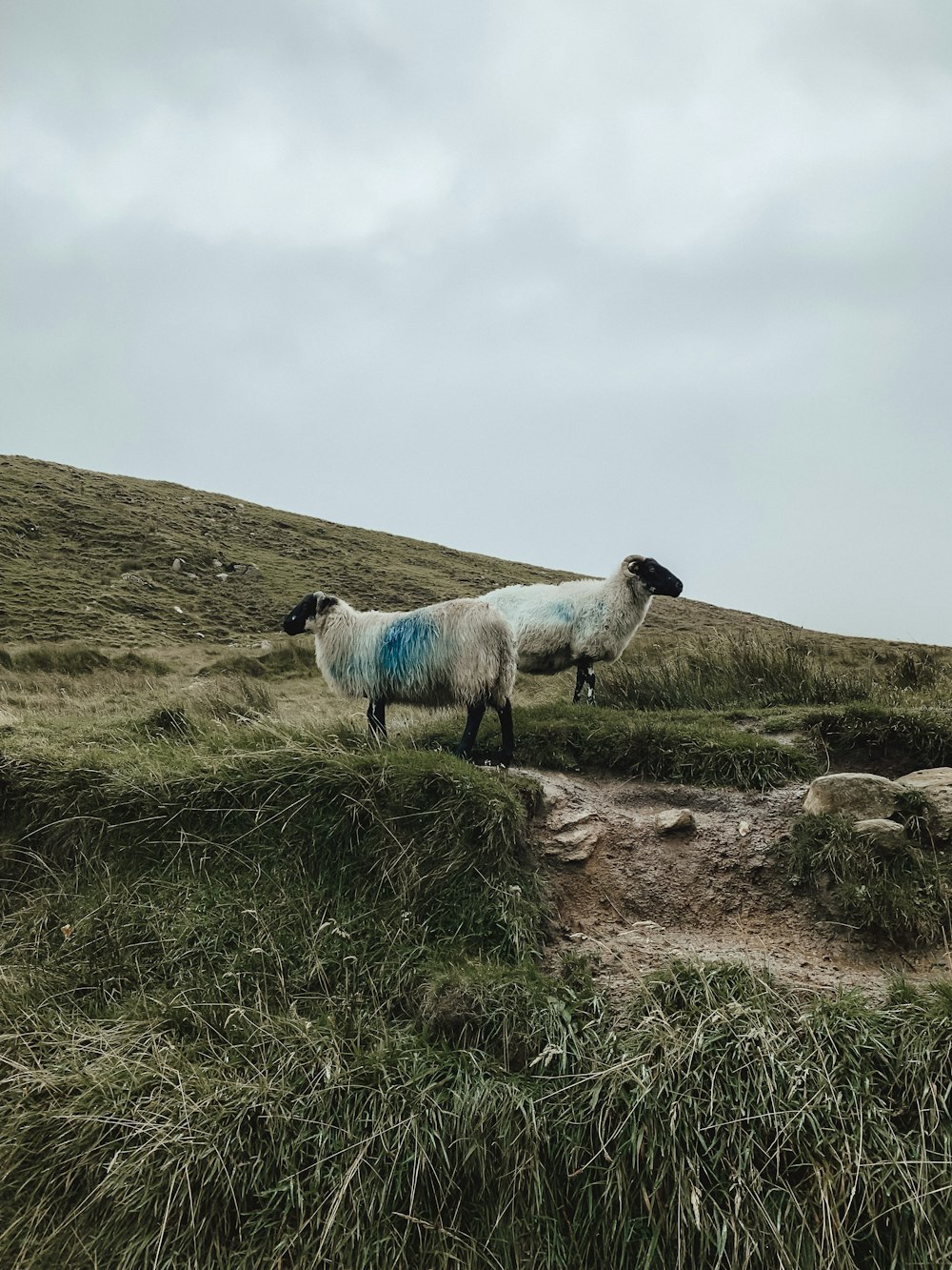 a couple of sheep standing on top of a grass covered hillside