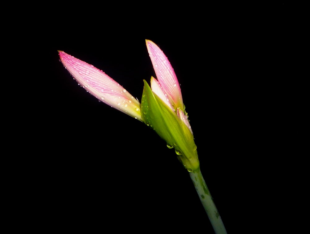 a pink flower with water droplets on it