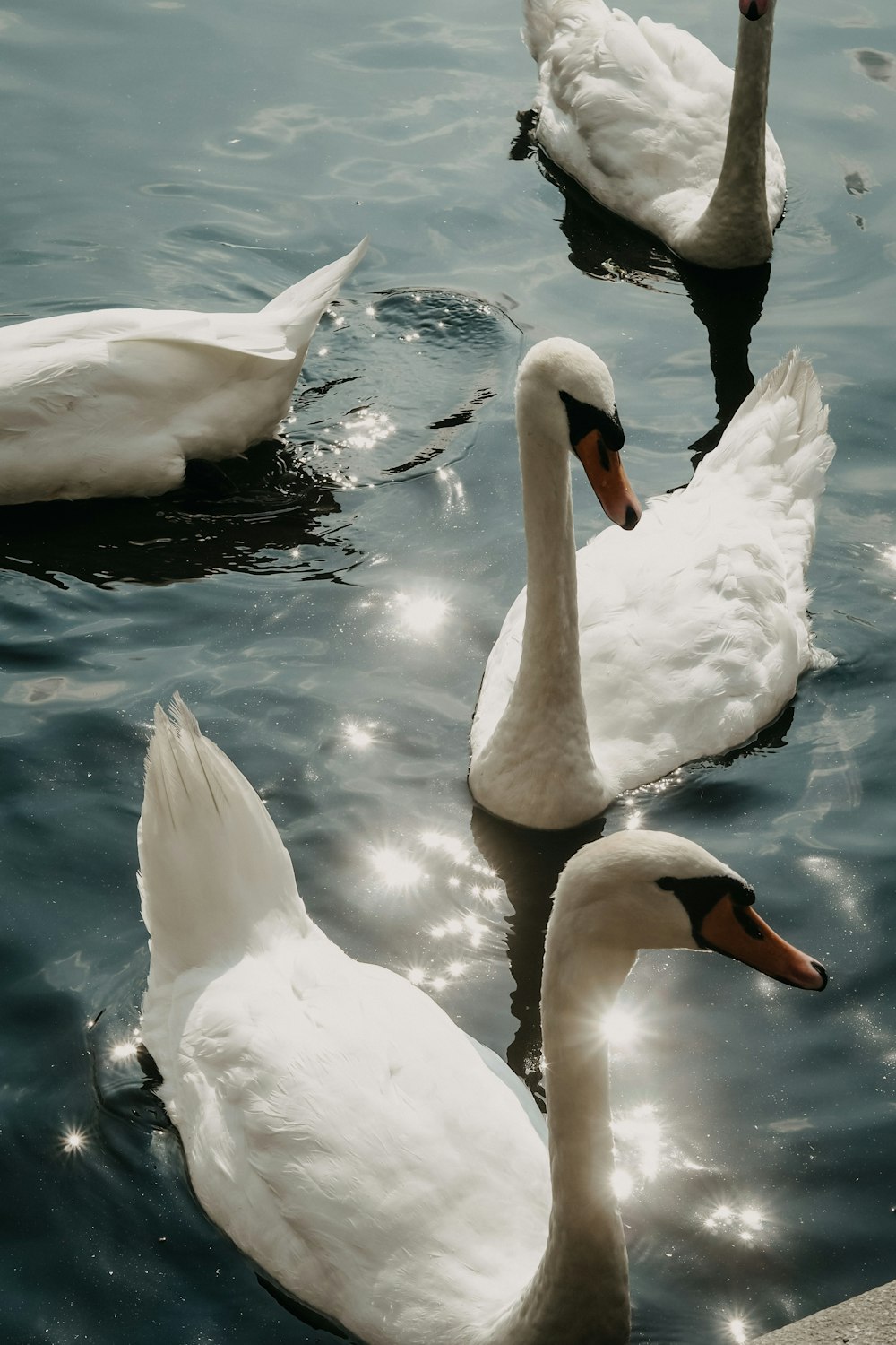 a group of white ducks floating on top of a lake