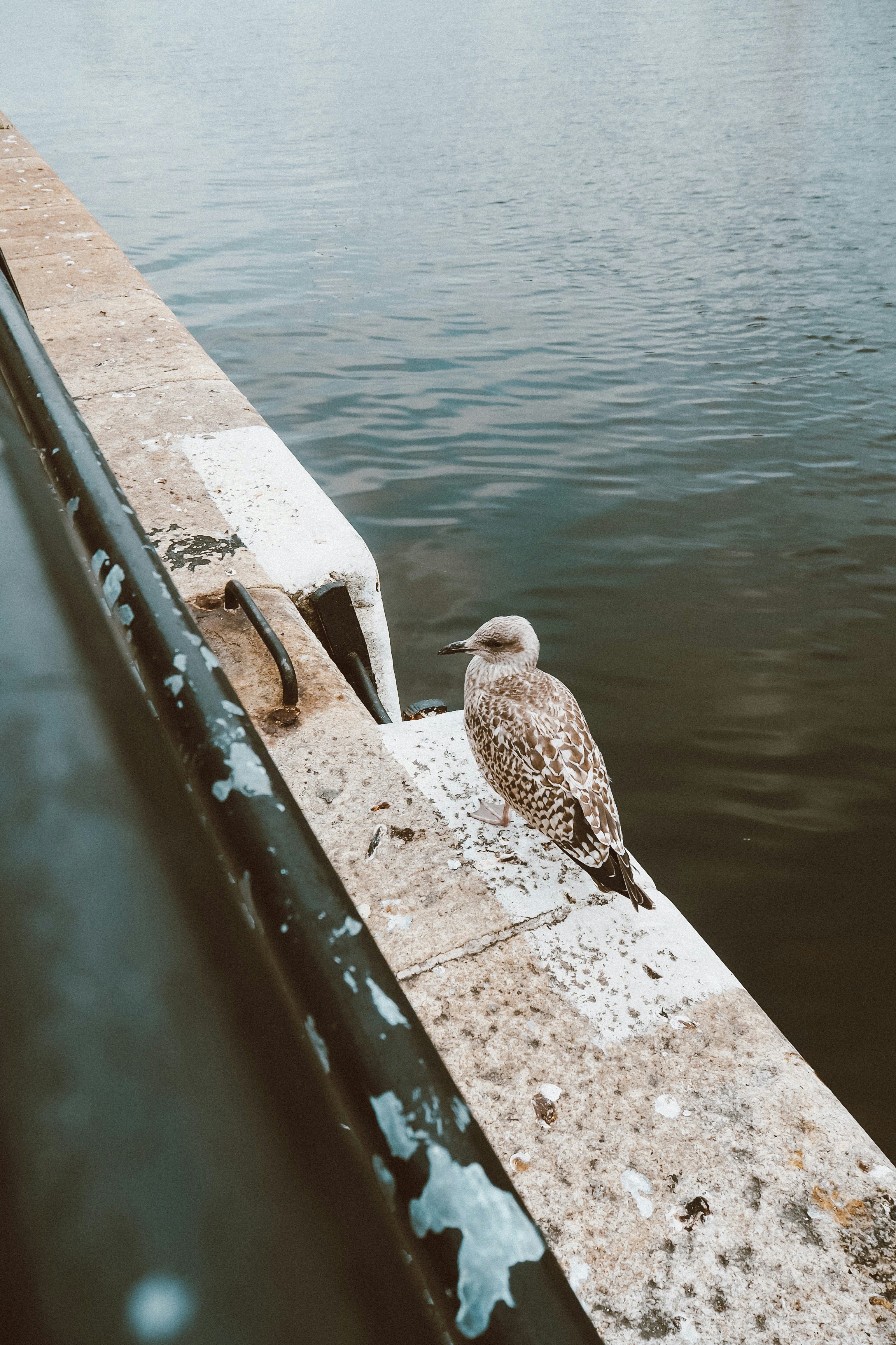 Photo by camelieinpic