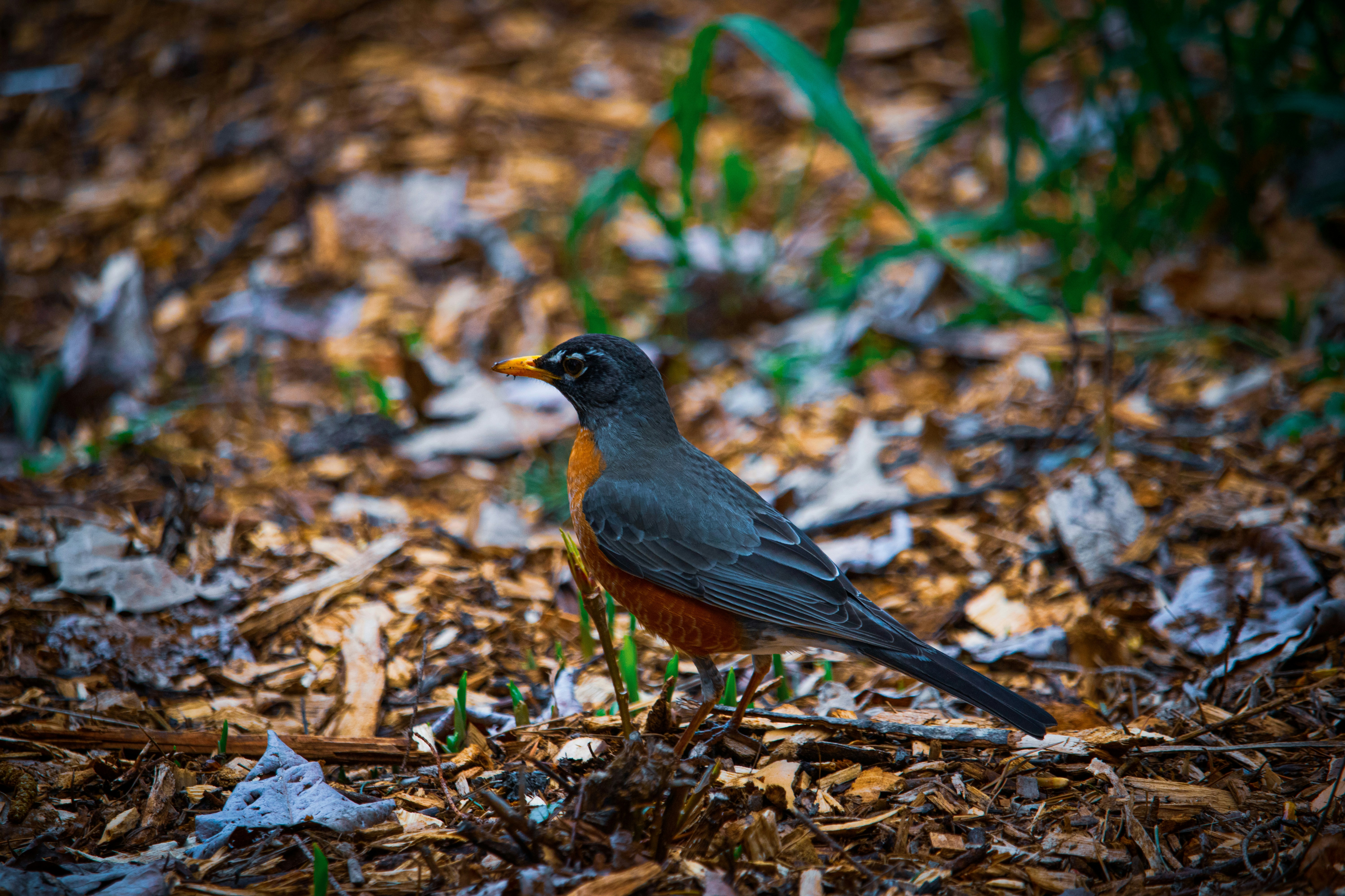 a small bird is standing on the ground