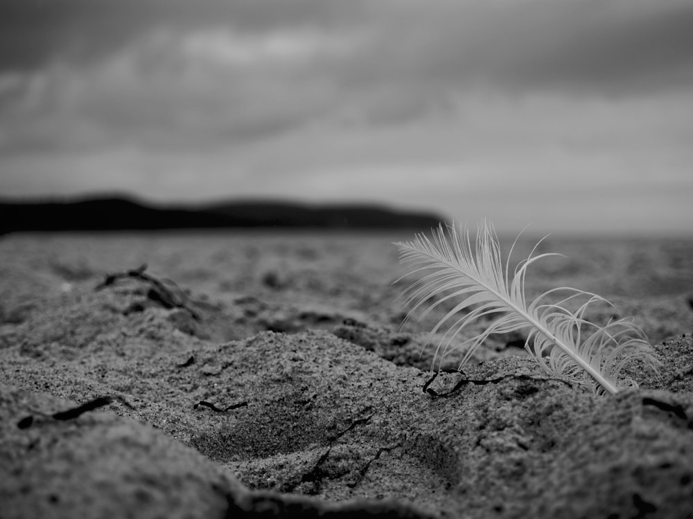 a single white feather sitting on top of a sandy beach