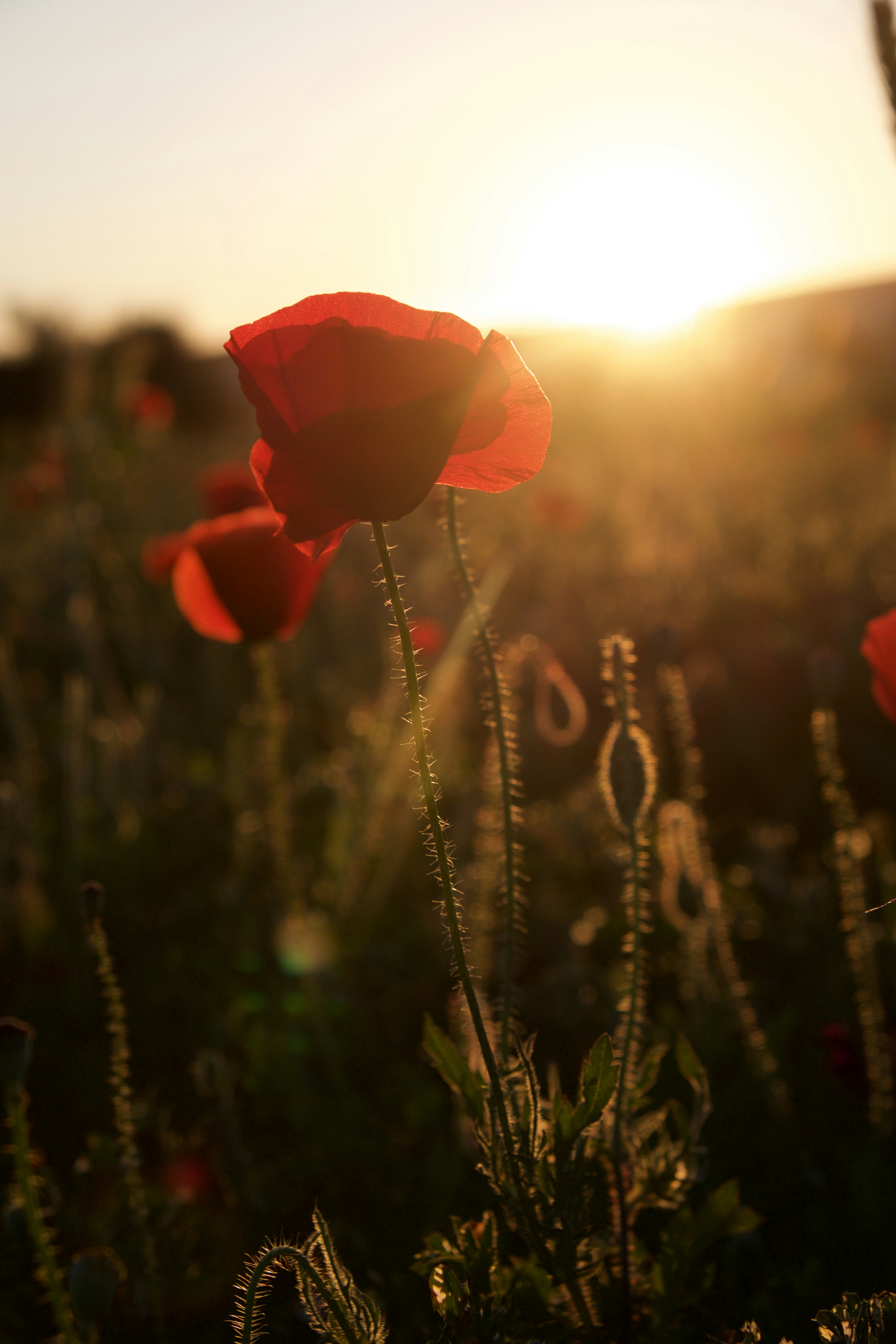 Photo by bleurmarine