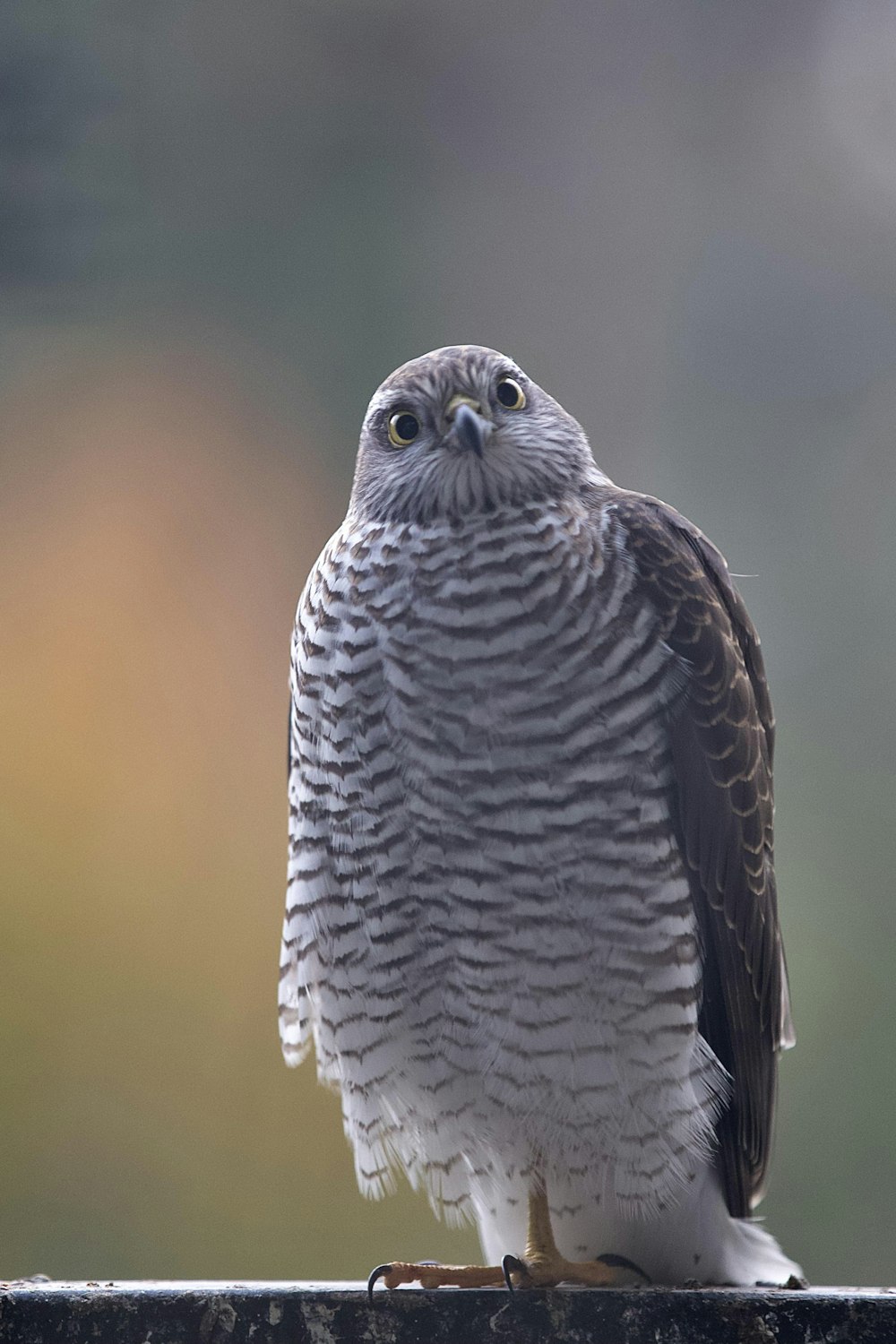 a close up of a bird of prey on a fence