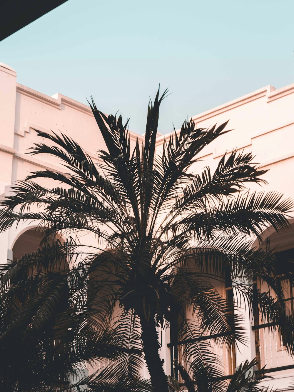 a palm tree in front of a building