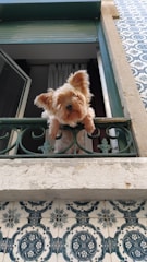 A playful pet safely enclosed within a balcony fitted with safety nets.