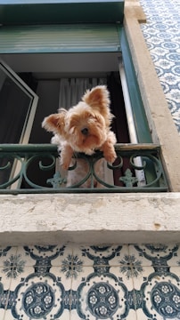 A playful pet safely enclosed within a balcony fitted with safety nets.