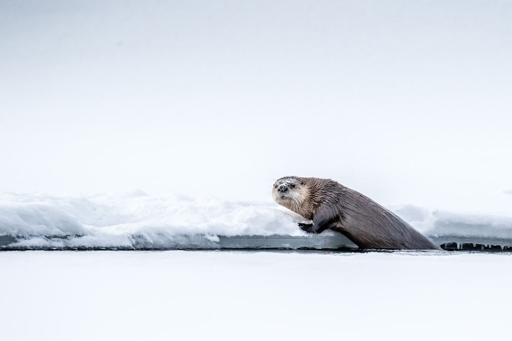 an animal that is standing in the snow