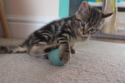 A playful kitten with a tabby pattern is engaging with a blue yarn ball on a carpeted floor. The kitten's eyes are focused and curious as it lightly paws the ball. The background includes parts of a room, with a wall and some colorful objects in the distance.