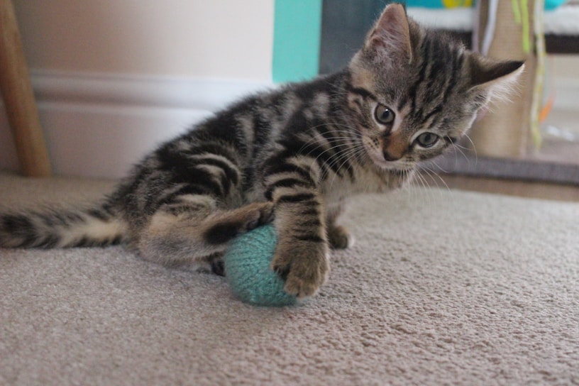A playful tabby cat chasing a ball of yarn in soft sunlight.