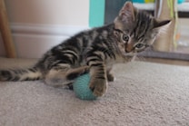A playful kitten with a tabby pattern is engaging with a blue yarn ball on a carpeted floor. The kitten's eyes are focused and curious as it lightly paws the ball. The background includes parts of a room, with a wall and some colorful objects in the distance.