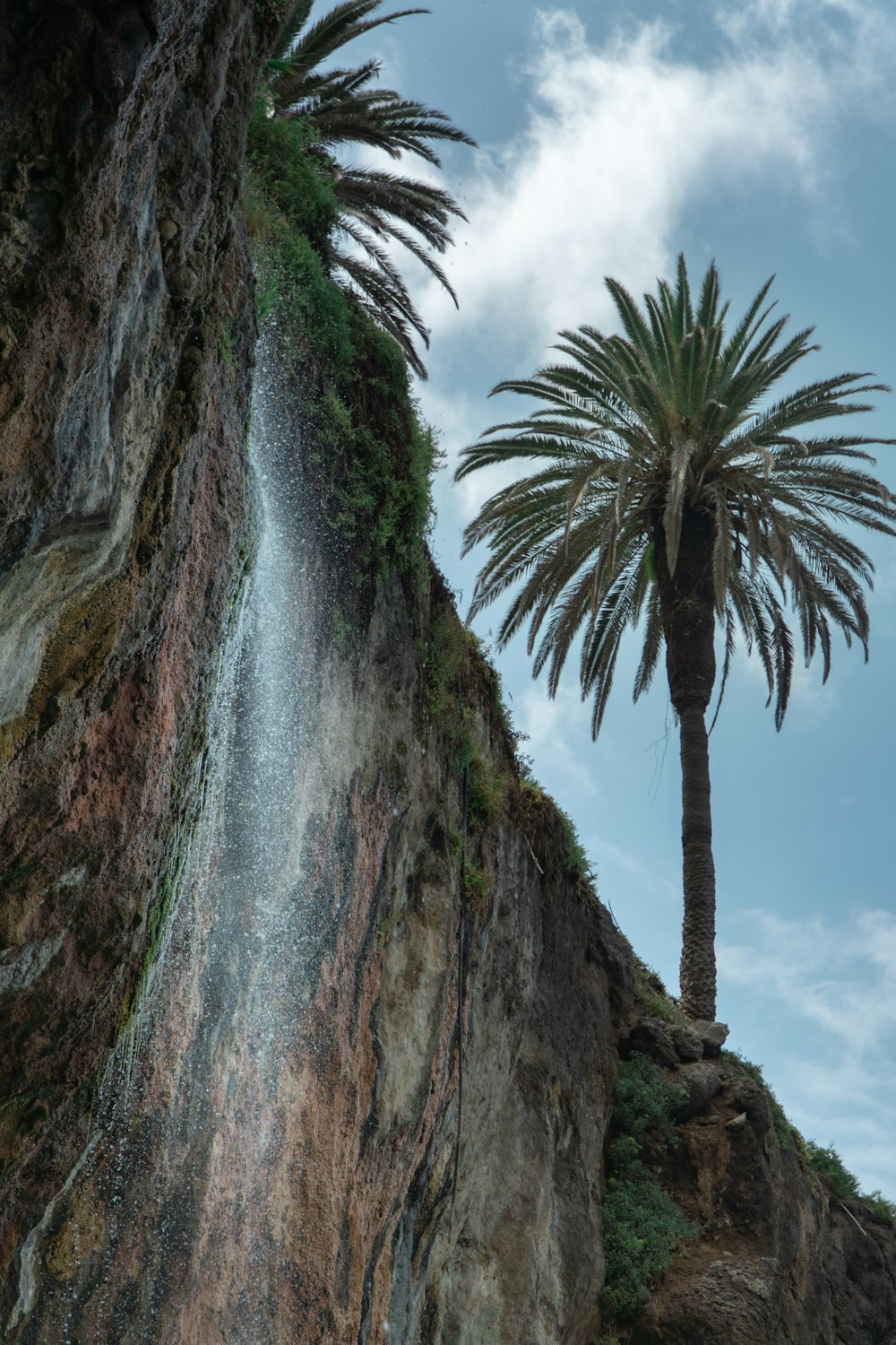 a tall palm tree sitting on the side of a cliff