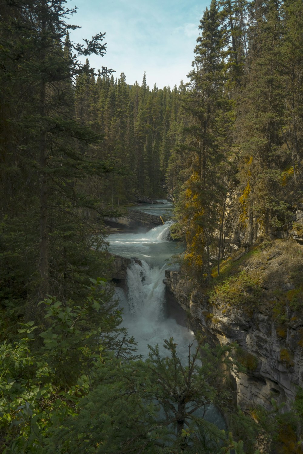 a river running through a forest filled with lots of trees