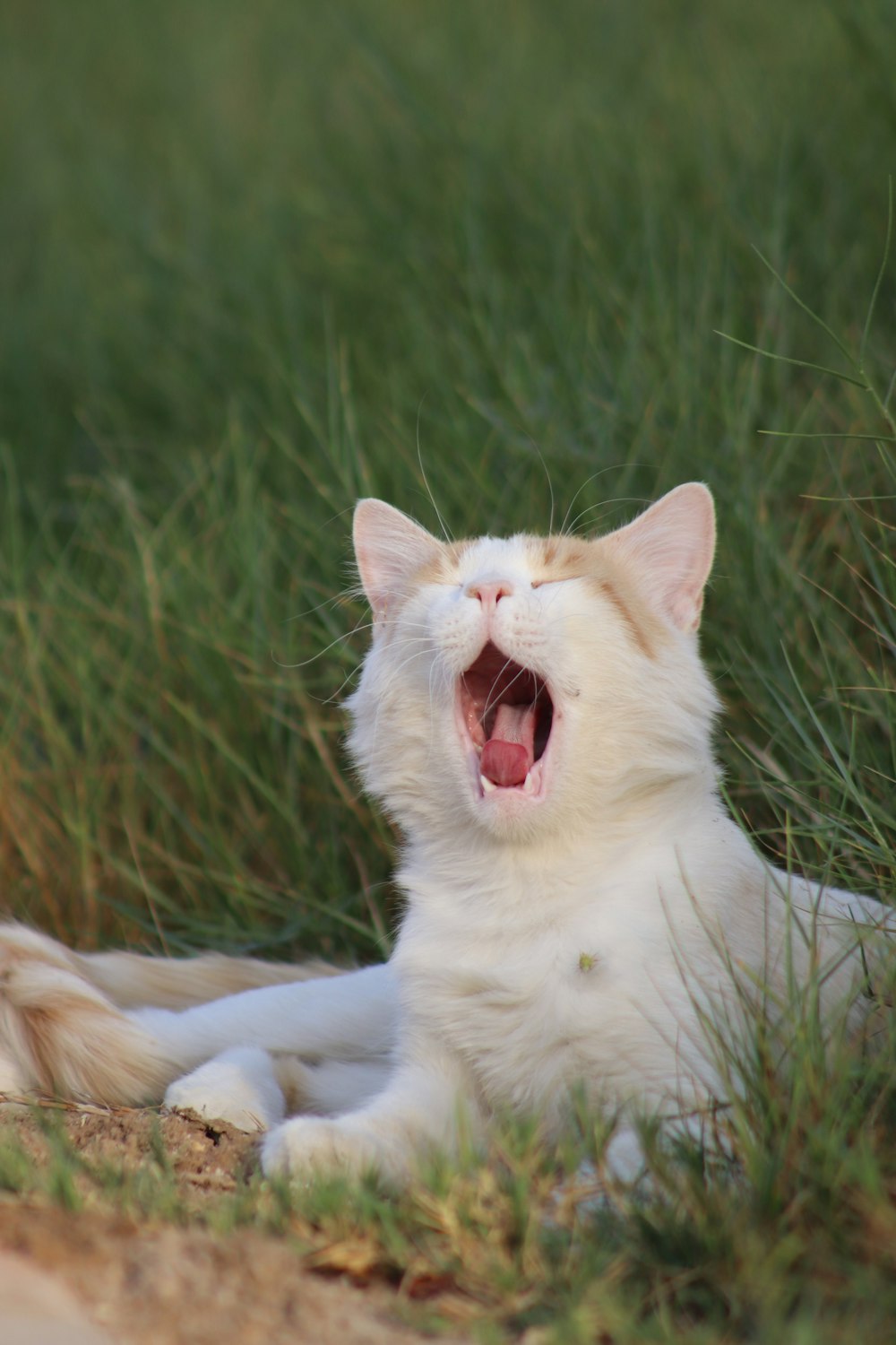 a white cat yawns while laying in the grass