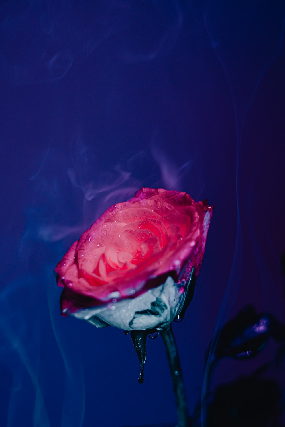 une fleur rose avec de la fumée qui en sort
