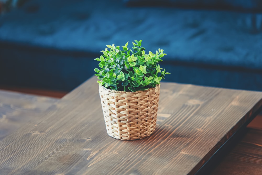 a potted plant sitting on top of a wooden table