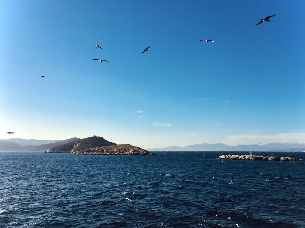 a group of birds flying over a body of water