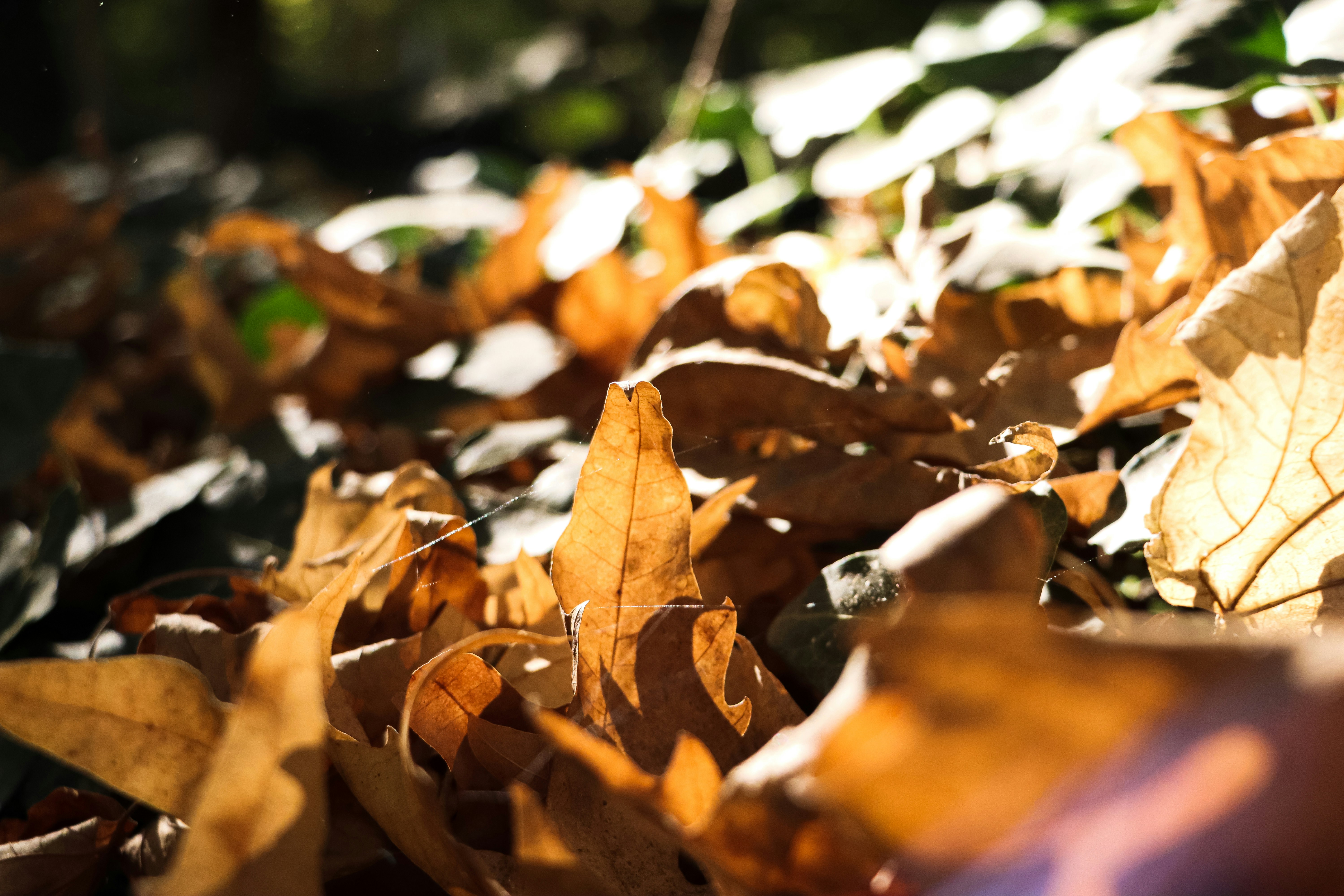 fall leaves wallpaper, wallpaper, Fall Crafts for Adults: Creative Ideas & Inspiration 4