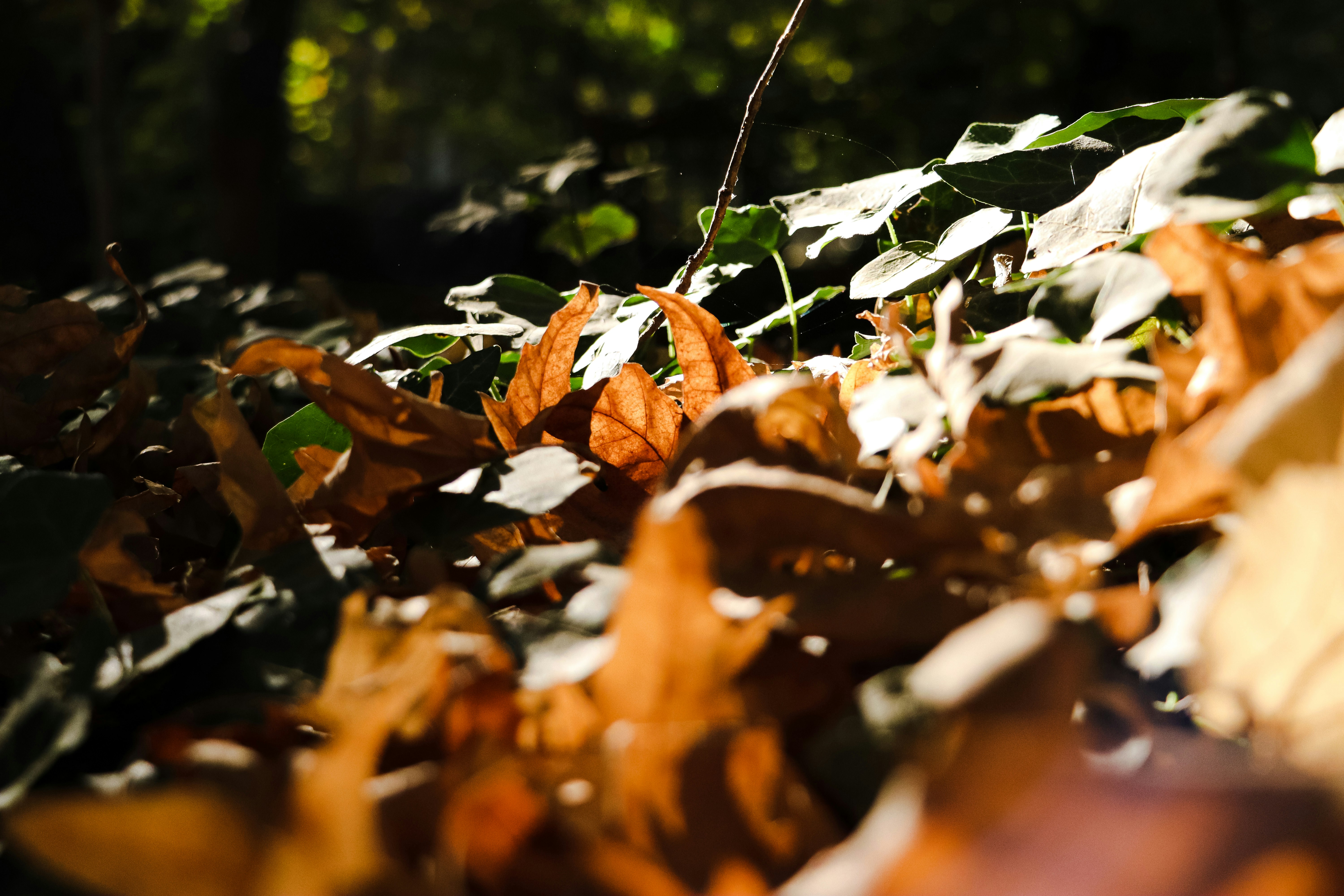 fall leaves wallpaper, wallpaper, Fall Crafts for Adults: DIY Projects & Inspiration 3