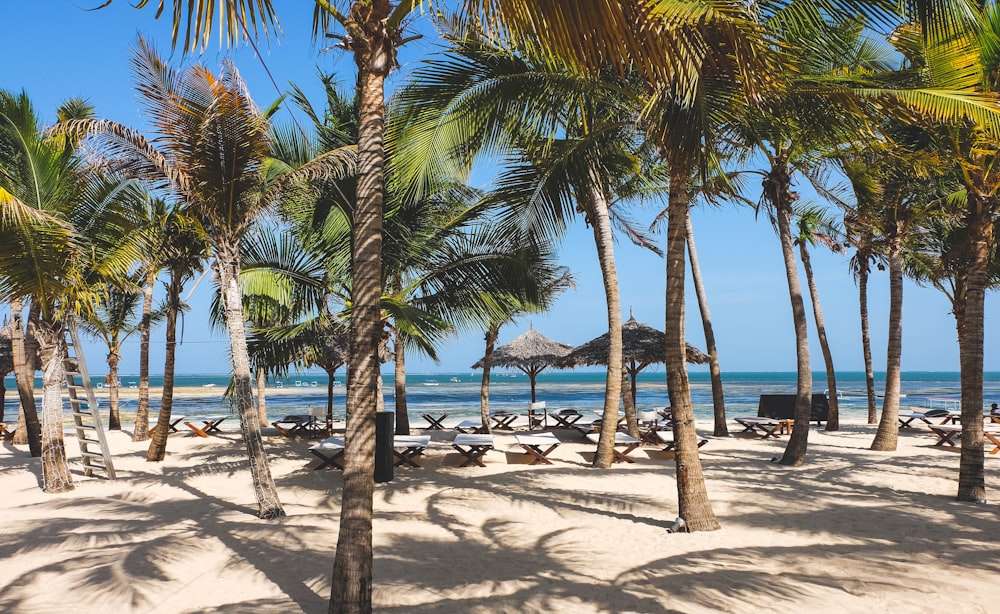 a sandy beach with palm trees and chairs