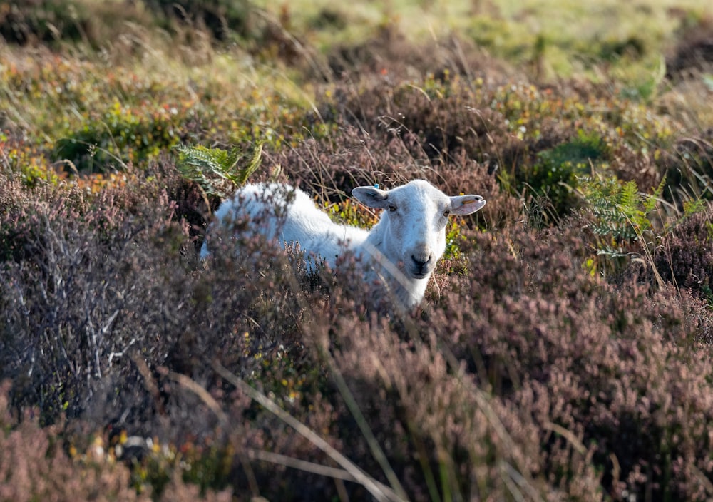 a small white sheep laying in a field of tall grass