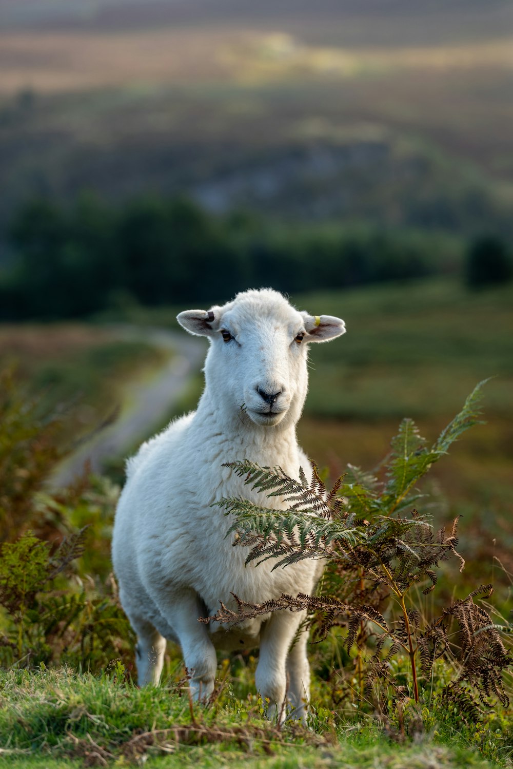 a white sheep standing on top of a lush green field