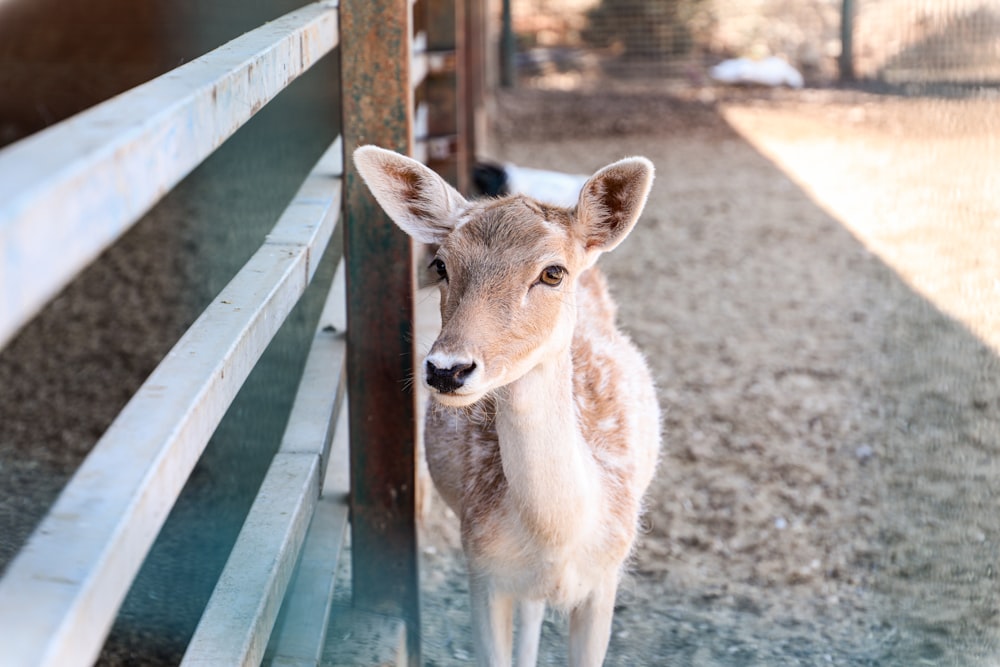 a small deer standing next to a wooden fence