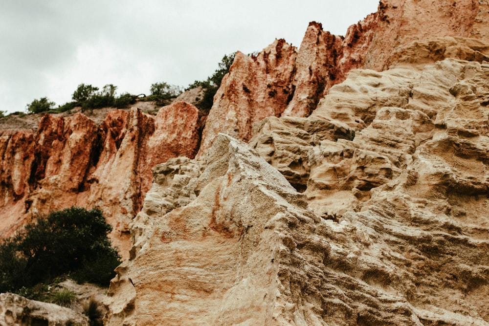 a rocky cliff with a tree growing out of it