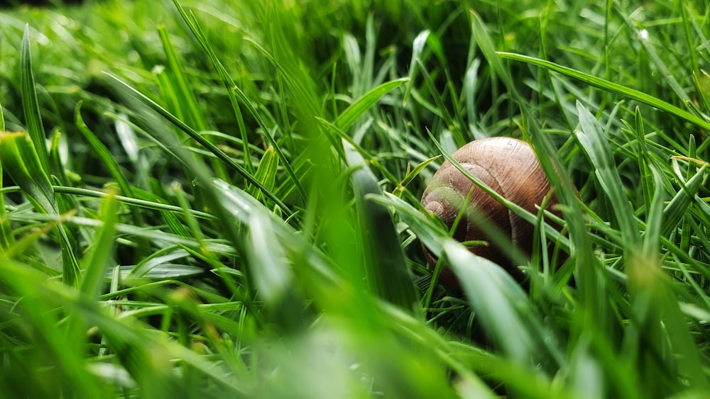 a mushroom in the middle of a grassy field