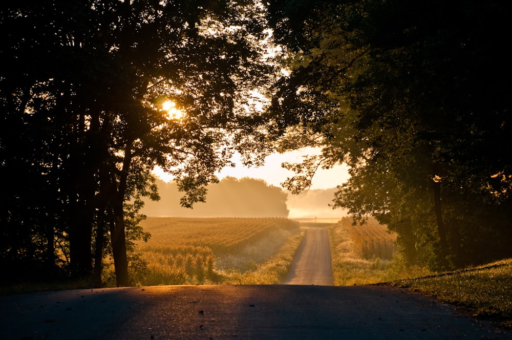 the sun shines through the trees on a rural road