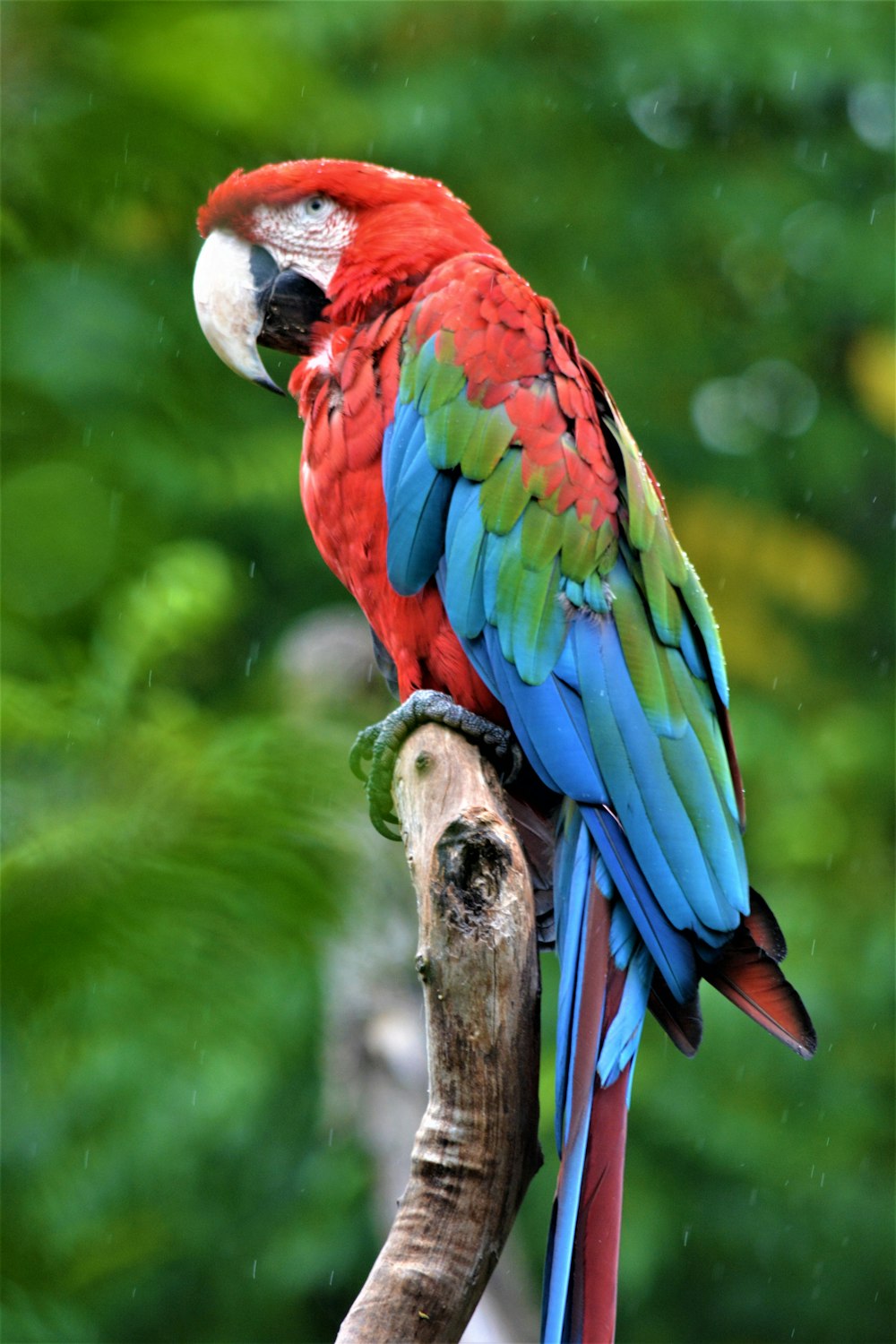 a colorful parrot perched on top of a tree branch