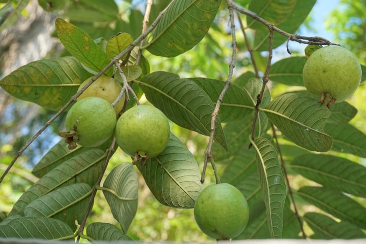 "A Symphony of Guava: Nature's Abundant Blessing"