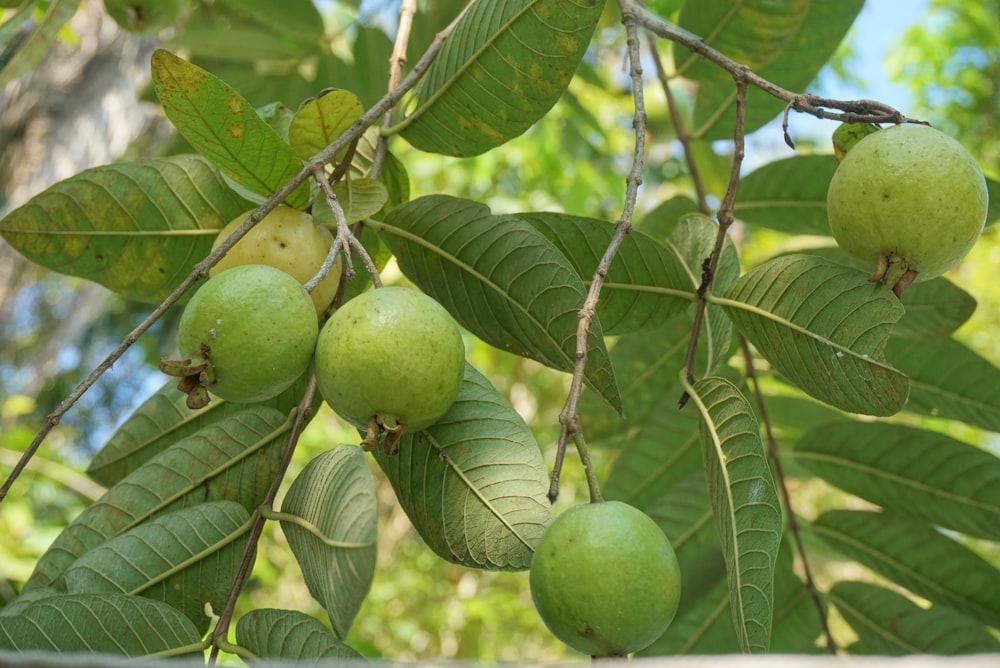 Un manojo de fruta verde colgando de un árbol