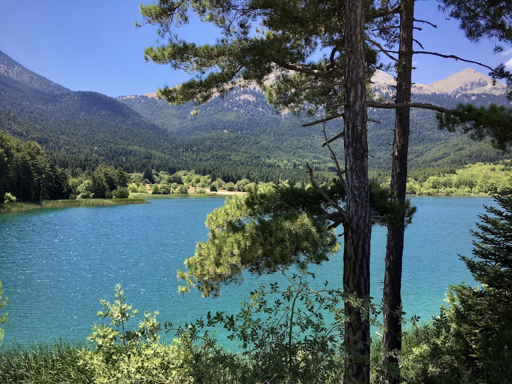 a large body of water surrounded by trees