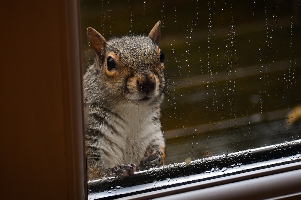 a close up of a squirrel looking out a window