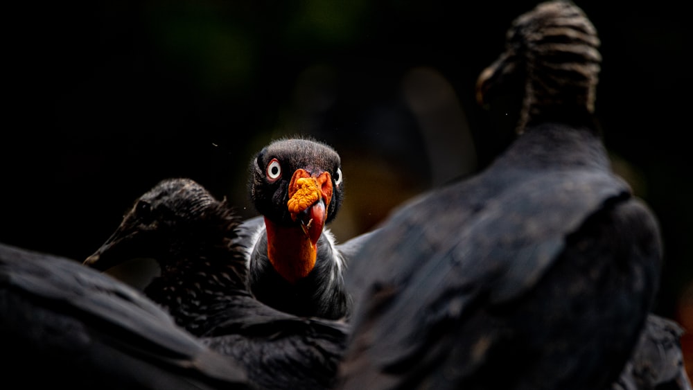 un gros plan de deux oiseaux sur fond noir