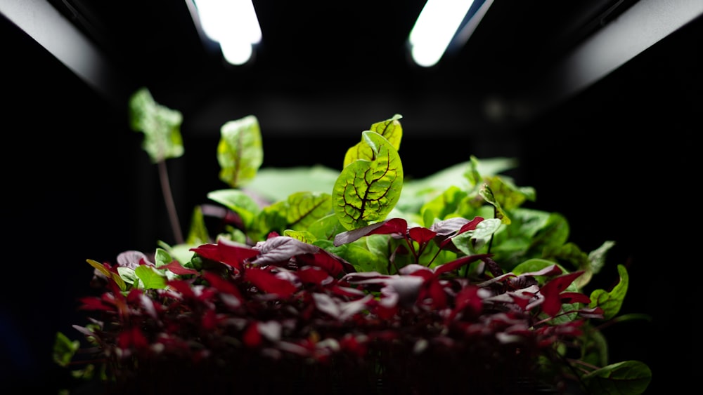 a bunch of plants that are in a room