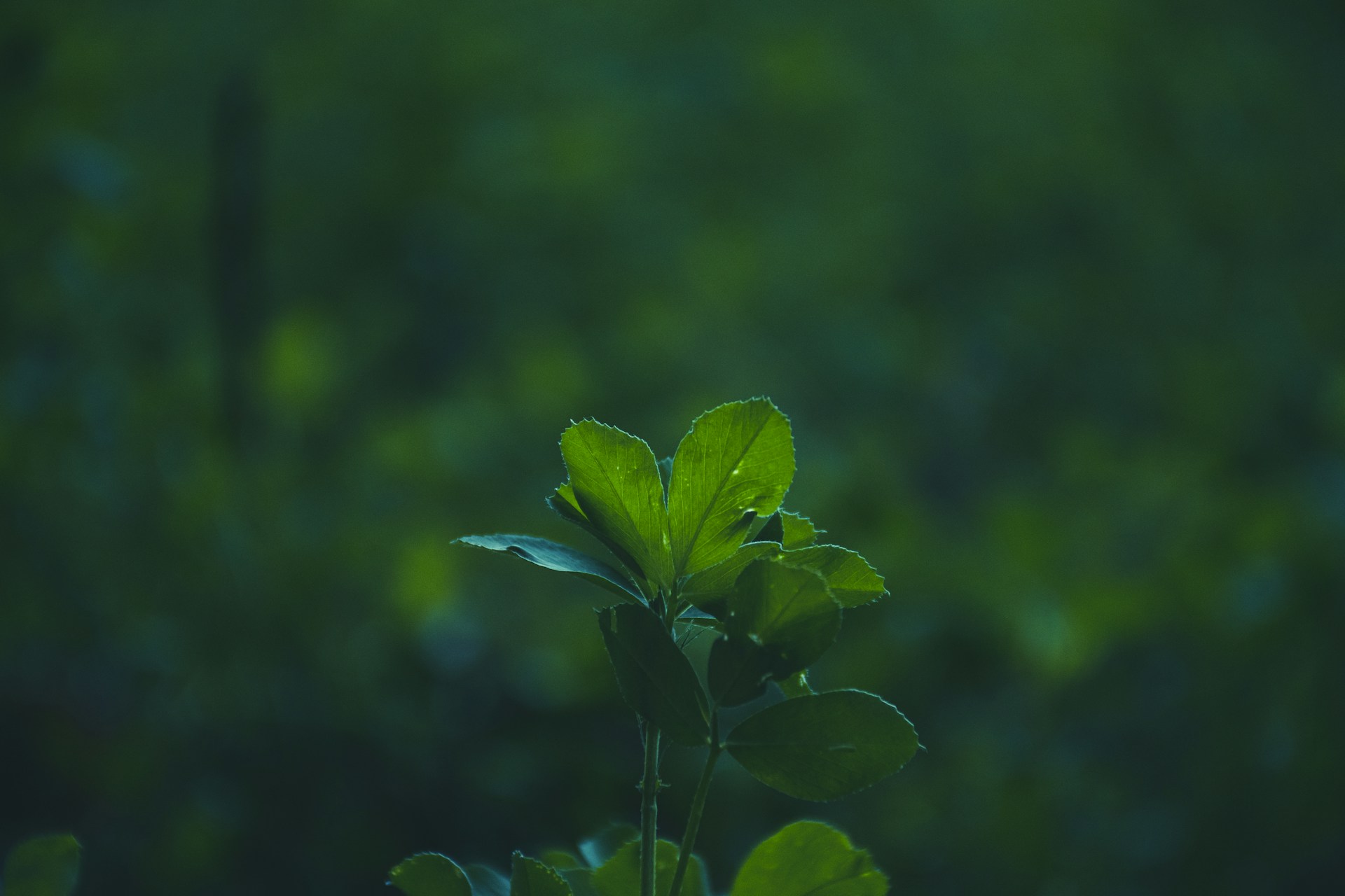 a close up of a green plant with leaves