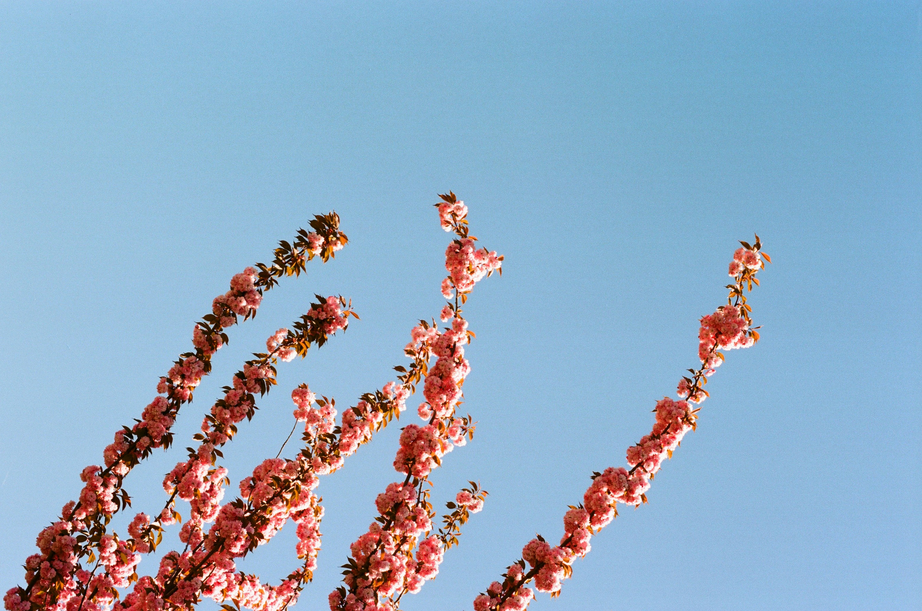 uma árvore com flores cor-de-rosa em primeiro plano e um céu azul no fundo